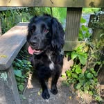 Carole Doherty - @cdohertyandarchie - Instagram