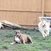 Carol Eagle - Facebook