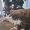 Carole Chandler - @carole.chandler8 - TikTok
