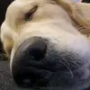 kica - @carolehoffmeister - TikTok