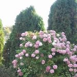 carole hoffman - @caroleh60047 - Instagram