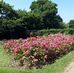 Carole Howe - Facebook