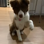Beans Carole Hunter - @beansthebordercollie - Instagram