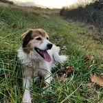 Carole Lewis Iles - @three_dog_life - Instagram