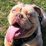 Carole jay - @brolyoldenglishbulldogue - Instagram