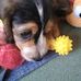 Carole Lamb - Facebook