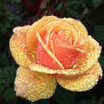 Carole Lander - Facebook