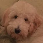 Carole McBride - @wooshieboy - Instagram
