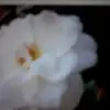 carole.melvin.love - @carole.melvin.love - TikTok