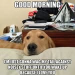 Carole Michael - @carolessweetpets - Instagram