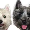 Carole Oconnor678 - @caroleoconnor678 - TikTok