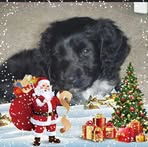 Carole O'Connor - Facebook