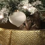 Carole O'Connor-Haynes - @haynes777 - Instagram