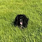 Carole Davies - @carolepeterpickle - Instagram
