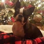 Carole Ann Pollard - @caroleannpollard - Instagram