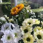Carole Pollard - @carolepollard61 - Instagram