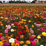 Carole robin - @carolerobin49 - Instagram