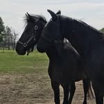 Carole Rose - @carole.rose.dressage - Instagram