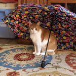 Carole Shaffer Miller - @miller.cj55 - Instagram