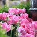 Carole Shaffer Photography - Facebook