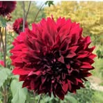 Carole Terry - Facebook