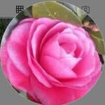 Carole Thomas - @carole6949_ - Instagram