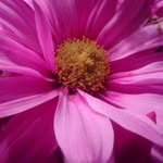 Carole Trudeau - @carole.trudeau.31 - Instagram