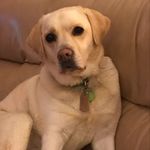Carole Webster - @carolewebster9 - Instagram