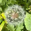 Carole White - @carole.white - TikTok