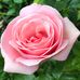 Carole White - Facebook
