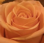 Caroline Marie Ekberg - Facebook