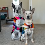 Carolina | Bender & Nibbler - @cattledogbros - Instagram