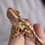Carolina Moon Geckos - @carolinamoongeckos - Instagram