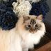 Carolyn Tonnessen Ahlstrom - Facebook