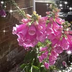 Caroline Aitken - Facebook