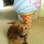 Caroline Akers - @hot_cocoa_kitty - Instagram
