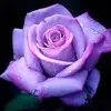 Carolyn Aldrich555 - @carolynaldrich000 - TikTok