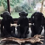 Caroline Allard - @carolineallard16 - Instagram