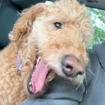 caroline allard - @carolinethatdoodle - Instagram