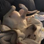 Caroline Allred - @callredtexas - Instagram