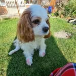 Caroline Andrews - @caroline.psychotherapy - Instagram