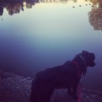 Caroline Anglim - @harlanthedogwan - Instagram