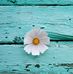Caroline Applegarth - Facebook