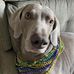 Carol Armbruster Pitchford - Facebook