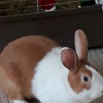 caroline arnold - @carolinearnold526 - Instagram