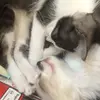 caroline arnold - @gatinharia - TikTok