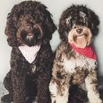 Caroline Beard - @carolinebeard7673 - Instagram