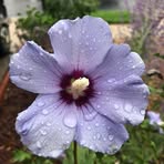 Carrie Morris Berkowitz - Facebook