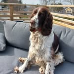 Caroline Berlin - @benji.the.springer.2022 - Instagram