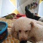 Caroline Blain - @caroline.blain.545 - Instagram